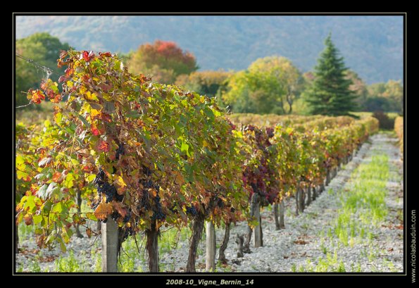 2008-10_Vigne_Bernin_14