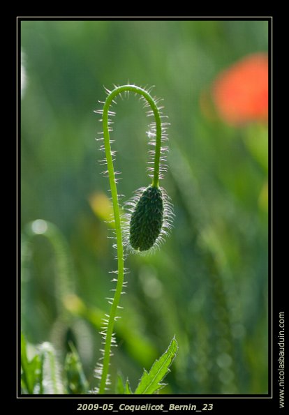 Macro - May 2009