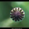 Macro - May 2009