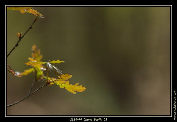 2010-04_Chene_Senlis_03