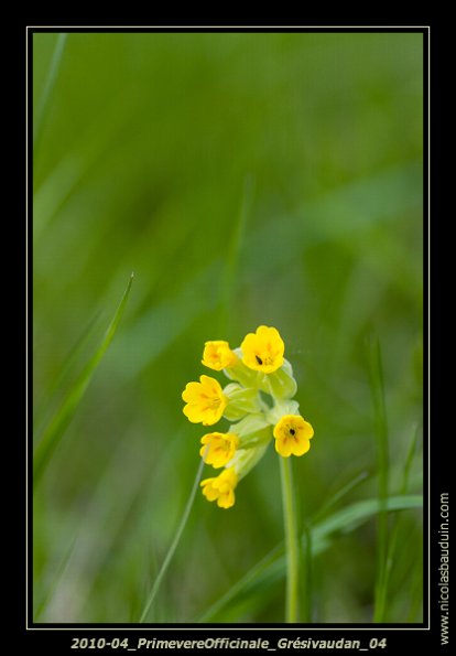 2010-04_PrimevereOfficinale_Grésivaudan_04