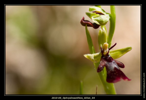 May 2010 - Macro_ AillonLeJeune