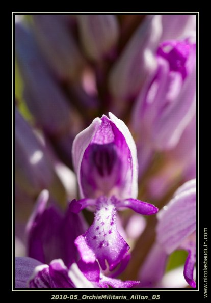 May 2010 - Macro_ AillonLeJeune