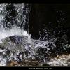 2014-06_Ruisseau_Doria_032