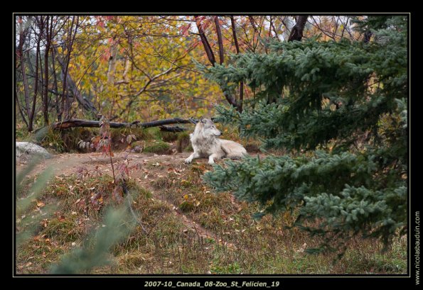 2007-10_Canada_08-Zoo_St_Felicien_19