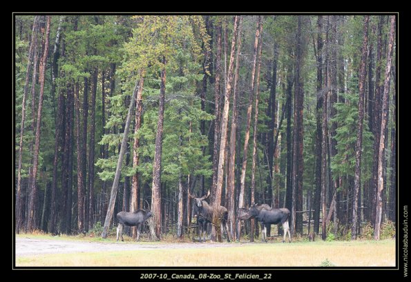 2007-10_Canada_08-Zoo_St_Felicien_22