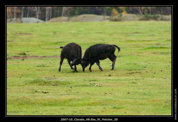 2007-10_Canada_08-Zoo_St_Felicien_28