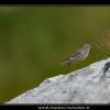 August2010_Bird_LacdePeyre