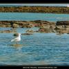 2016-09_Mouette_CharentesMaritimes_029