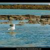 2016-09_Mouette_CharentesMaritimes_029