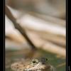 2008-04_Grenouille_EtangMontfort_12