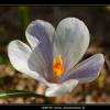 2008-05_Crocus_CharmantSom_51