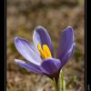 2008-05_Crocus_CharmantSom_61