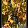 2008-10_Vigne_Bernin_13