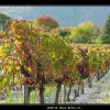 2008-10_Vigne_Bernin_14