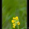2010-04_PrimevereOfficinale_Grésivaudan_04